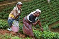 Srí Lanka